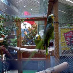 , exposition oiseaux exotique 2013, coo oberhoffen haguenau grand est alsace