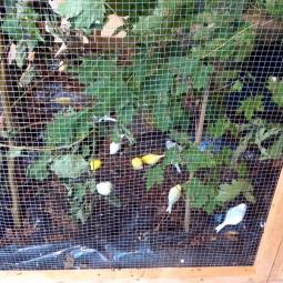 Serin des Canaries, Serinus canaria, exposition oiseaux exotique 2013, coo oberhoffen haguenau grand est alsace