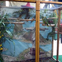 Perroquet amazone à front bleu, Amazona aestiva, exposition oiseaux exotique 2013, coo oberhoffen haguenau grand est alsace