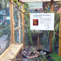 Inséparable de Fischer, agapornis fischeri, exposition oiseaux exotique 2013, coo oberhoffen haguenau grand est alsace