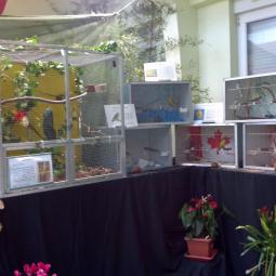 Oiseaux exotiques becs droits, exposition oiseaux exotique 2013, coo oberhoffen haguenau grand est alsace