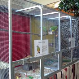 Perroquet youyou du sénégal,Poicephalus senegalus, exposition oiseaux exotique 2013, coo oberhoffen haguenau grand est alsace