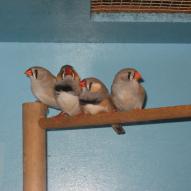 
													, exposition oiseaux exotique 2006, coo oberhoffen haguenau grand est alsace