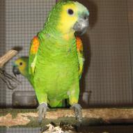 Perroquet amazone à front bleu, Amazona aestiva, exposition oiseaux exotique 2006, coo oberhoffen haguenau grand est alsace
