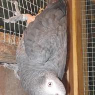 Perroquet gris du gabon, Psittacus erithacus, exposition oiseaux exotique 2006, coo oberhoffen haguenau grand est alsace