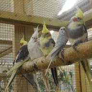 Perruche calopsitte, Nymphicus hollandicus, exposition oiseaux exotique 2006, coo oberhoffen haguenau grand est alsace