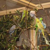 Perruche à collier, Psittacula krameri, exposition oiseaux exotique 2006, coo oberhoffen haguenau grand est alsace