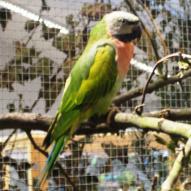 Perruche de derby, Psittacula derbiana, exposition oiseaux exotique 2006, coo oberhoffen haguenau grand est alsace