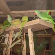 perruche grand alexandre, Psittacula eupatria, exposition oiseaux exotique 2006, coo oberhoffen haguenau grand est alsace