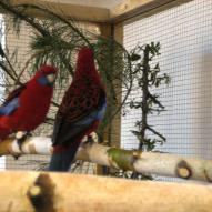 Perruche omnicolore, Platycercus eximius, exposition oiseaux exotique 2006, coo oberhoffen haguenau grand est alsace