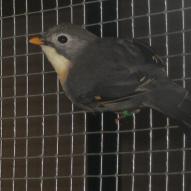 
													Rossignol du japon, Leiothrix lutea, exposition oiseaux exotique 2006, coo oberhoffen haguenau grand est alsace