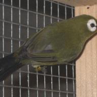 
													Zoterops du japon, Zosterops japonicus, exposition oiseaux exotique 2006, coo oberhoffen haguenau grand est alsace