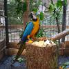 Perroquet Ara bleu, Ara ararauna, exposition oiseaux exotique 2017, coo oberhoffen haguenau grand est alsace