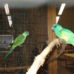 perruche de Cloncurry. Barnardius barnardius macgillivrayi, exposition oiseaux exotique 2011, coo oberhoffen haguenau grand est alsace