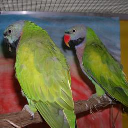 Perruche de derby, Psittacula derbiana, exposition oiseaux exotique 2011, coo oberhoffen haguenau grand est alsace