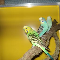 Perruche ondulée, Melopsittacus undulatus, exposition oiseaux exotique 2011, coo oberhoffen haguenau grand est alsace