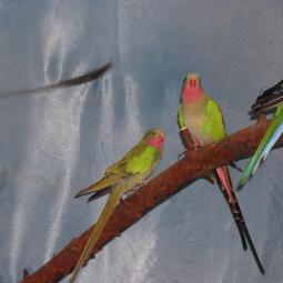 Perruche princesse de galles, Polytelis alexandrae, exposition oiseaux exotique 2011, coo oberhoffen haguenau grand est alsace