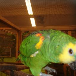 Perroquet amazone à front bleu, Amazona aestiva, exposition oiseaux exotique 2010, coo oberhoffen haguenau grand est alsace