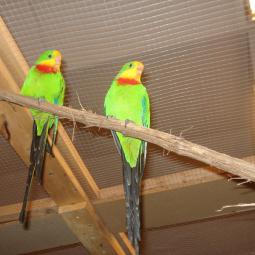 Perruche de barradand, Polytelis swainsonii, exposition oiseaux exotique 2010, coo oberhoffen haguenau grand est alsace