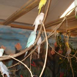 Perruche à collier, Psittacula krameri, exposition oiseaux exotique 2010, coo oberhoffen haguenau grand est alsace