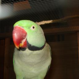 perruche grand alexandre, Psittacula eupatria, exposition oiseaux exotique 2010, coo oberhoffen haguenau grand est alsace