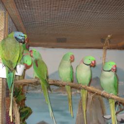 perruche grand alexandre, Psittacula eupatria, exposition oiseaux exotique 2010, coo oberhoffen haguenau grand est alsace