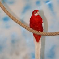 perruche de pennant, Platycercus elegans, exposition oiseaux exotique 2009, coo oberhoffen haguenau grand est alsace