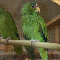 Perroquet Amazone à front blanc, Amazona albifrons nana, exposition oiseaux exotique 2009, coo oberhoffen haguenau grand est alsace