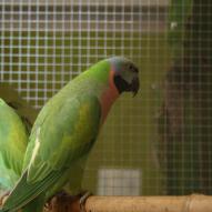 Perruche de derby, Psittacula derbiana, exposition oiseaux exotique 2009, coo oberhoffen haguenau grand est alsace