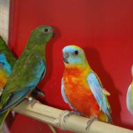 Perruche turquoisine, Neophema pulchella, exposition oiseaux exotique 2009, coo oberhoffen haguenau grand est alsace