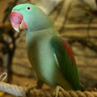 perruche grand alexandre, Psittacula eupatria, exposition oiseaux exotique 2009, coo oberhoffen haguenau grand est alsace