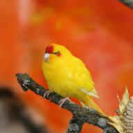 Perruche de Sparrman ou Kakarikis à front rouge, Cyanoramphus novaezelandiae, exposition oiseaux exotique 2009, coo oberhoffen haguenau grand est alsace