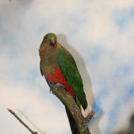 Perruche royale femelle, Alisterus scapularis, exposition oiseaux exotique 2009, coo oberhoffen haguenau grand est alsace