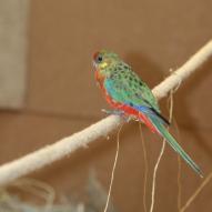 Perruche à oreilles jeunes ou  perruche de stanley, Platycercus icterotis, exposition oiseaux exotique 2009, coo oberhoffen haguenau grand est alsace