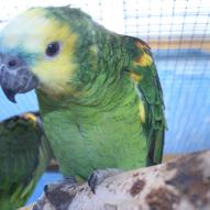 Perroquet amazone à front bleu, Amazona aestiva, exposition oiseaux exotique 2008, coo oberhoffen haguenau grand est alsace