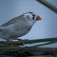 Diamant mandarin, Taeniopygia guttata, exposition oiseaux exotique 2008, coo oberhoffen haguenau grand est alsace