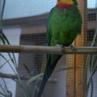 
													Perruche de barradand, Polytelis swainsonii, exposition oiseaux exotique 2008, coo oberhoffen haguenau grand est alsace