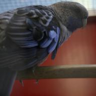 perruche de pennant bleu, Platycercus elegans, exposition oiseaux exotique 2008, coo oberhoffen haguenau grand est alsace