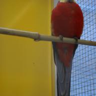 Perruche à oreilles jeunes ou  perruche de stanley, Platycercus icterotis, exposition oiseaux exotique 2008, coo oberhoffen haguenau grand est alsace