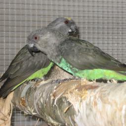 Perroquet de Meyer, Poicephalus meyeri, exposition oiseaux exotique 2007, messti, coo oberhoffen haguenau grand est alsace