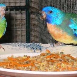 Perruche turquoisine, Neophema pulchella, exposition oiseaux exotique 2007, messti, coo oberhoffen haguenau grand est alsace