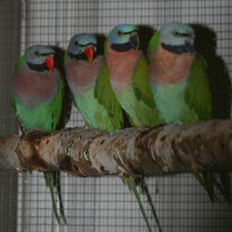 Perruche à moustache, Psittacula alexandri, exposition oiseaux exotique 2007, messti, coo oberhoffen haguenau grand est alsace