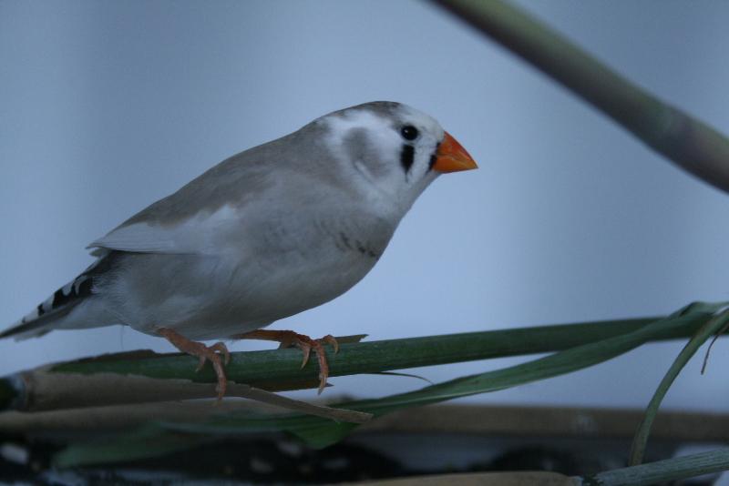 Mandarin, COO, Club ornithologique de oberhoffen sur moder